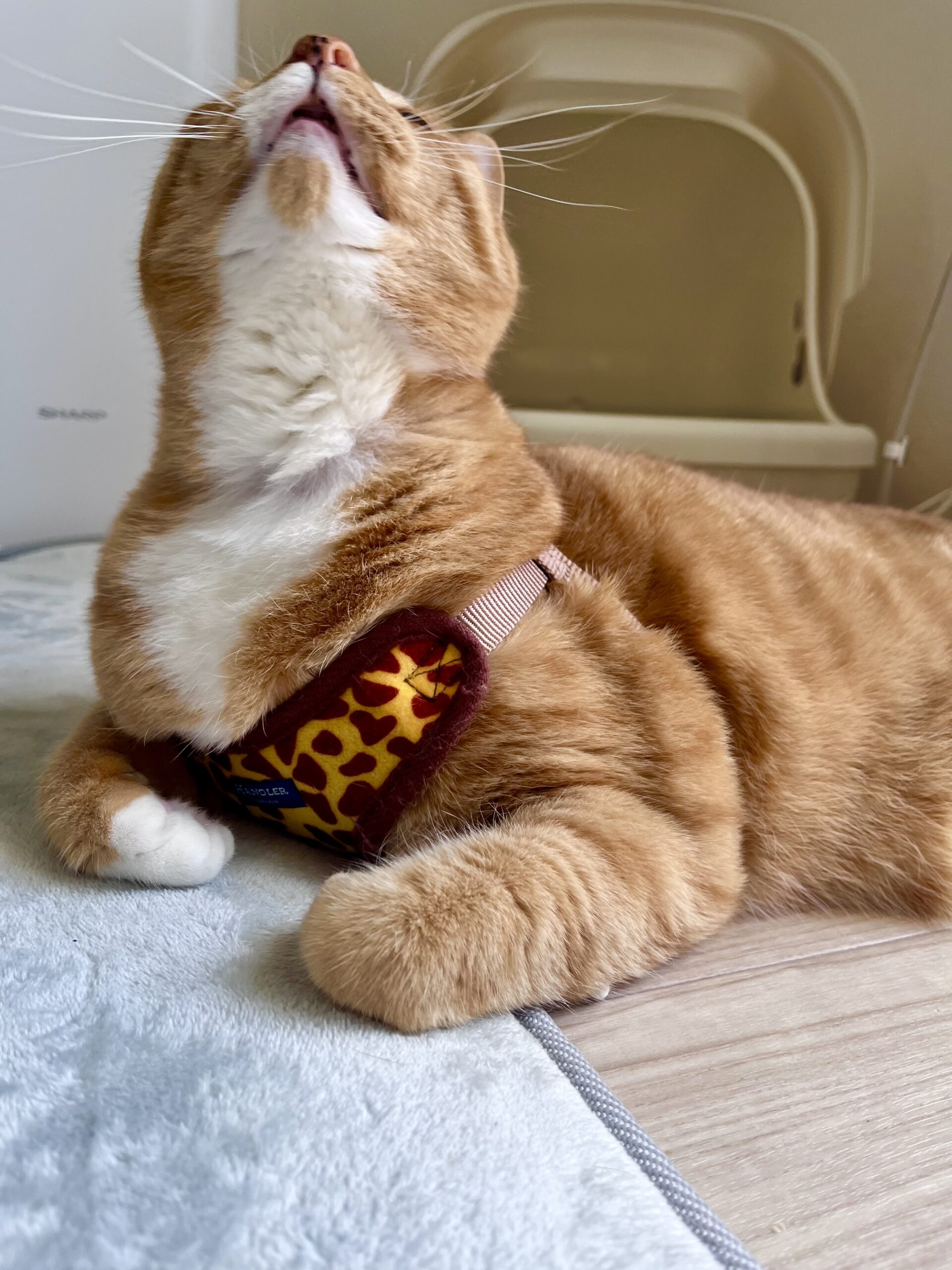 キリンのねこ丸
